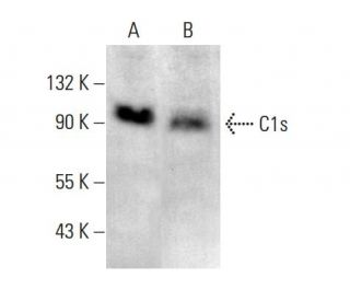 C1s Antibody (D-6) - Western Blotting - Image 377011The Double Nickase Plasmid features a U6 promoter for sgRNA expression, a 20 nt targeting sequence, and a gRNA scaffold to guide Cas9n. It includes a CBh promoter for Cas9n (D10A) and puromycin resistance, GFP for transfection verification, and nuclear localization signals (NLS). The 2A peptide allows co-expression of Cas9n and Puro from a single promoter, enabling precise genome editing with reduced off-target effects.