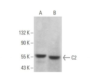 C2 Antibody (E-7) - Western Blotting - Image 373014 
