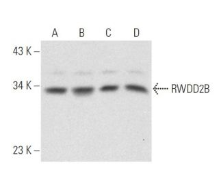 RWDD2B Antibody (D-4) - Western Blotting - Image 320910