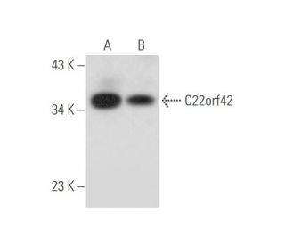 C22orf42 Antibody (C-4) - Western Blotting - Image 333695