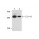 C22orf42 Antibody (C-4) - Western Blotting - Image 333695