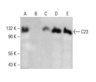 C23 (Nucleolin) Antibody (C-2) - Western Blotting - Image 351870 