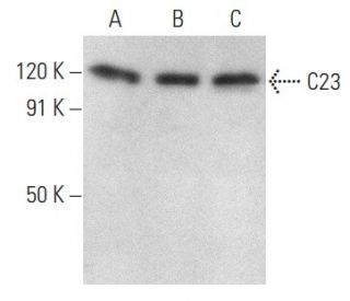 western blotting image from recommended C23 (Nucleolin) (MS-3) monoclonal antibody replacement. Image 354358