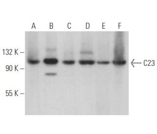 C23 (Nucleolin) Antibody (H-6) - Western Blotting - Image 366479 