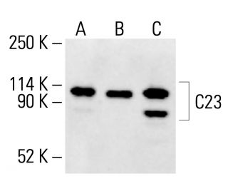 C23 (Nucleolin) Antibody (D-6) - Western Blotting - Image 412416