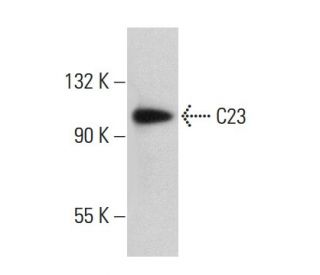 C23 (Nucleolin) Antibody (MS-3) - Western Blotting - Image 375507