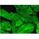 C2orf73 Antibody (F-1) - Immunofluorescence - Image 378408
