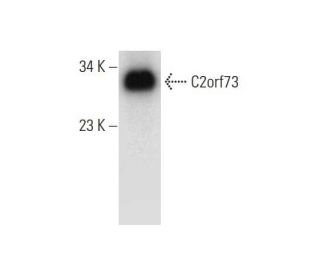C2orf73 Antibody (F-1) - Western Blotting - Image 314096 