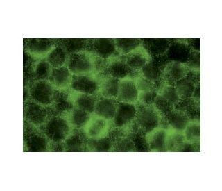 C3 Antibody (A-4) - Immunofluorescence - Image 15904 