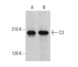C3 Antibody (C-4) - Western Blotting - Image 380354 