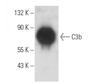 western blotting image from recommended C3 (B-9) monoclonal antibody replacement. Image 10912