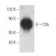 western blotting image from recommended C3 (B-9) monoclonal antibody replacement. Image 10912