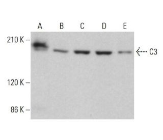 C3 Antibody (C-4) - Western Blotting - Image 380357