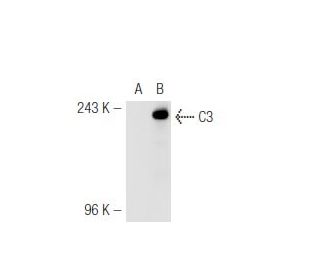C3 Antibody (2898) - Western Blotting - Image 50046