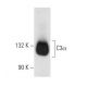 C3a Antibody (D17/1) - Western Blotting - Image 11042 