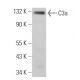 C3a Antibody (D17/1) - Western Blotting - Image 380904