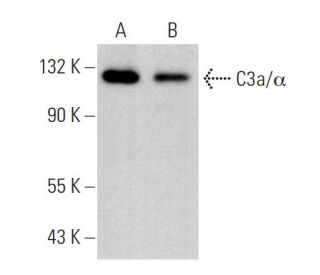 C3a Antibody (K13/16) - Western Blotting - Image 379384 
