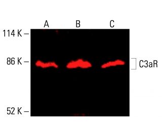 C3aR Antibody (D-12) - Western Blotting - Image 416641