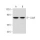 This polyclonal antibody has been discontinued. See our recommended <a href="c3ar-antibody-d-12">C3aR (D-12)</a> monoclonal antibody (sample data shown). western blotting image from recommended C3aR (D-12) monoclonal antibody replacement. Image 82650