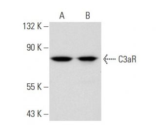 western blotting image from recommended C3aR (D-12) monoclonal antibody replacement. Image 82650