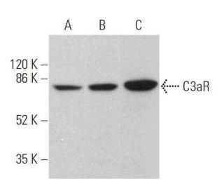 C3aR Antibody (D-12) - Western Blotting - Image 359694