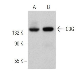 western blotting image from recommended C3G (G-4) monoclonal antibody replacement. Image 374910