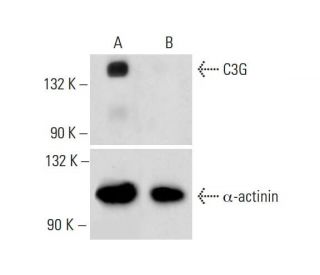 C3G Antibody (F-5) - Western Blotting - Image 313656 