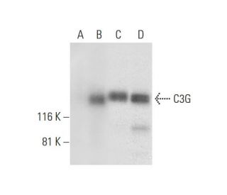 C3G Antibody (G-9) - Western Blotting - Image 298634 