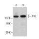 western blotting image from recommended C3G (G-4) monoclonal antibody replacement. Image 374910