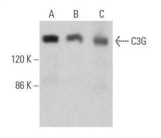 C3G Antibody (F-5) - Western Blotting - Image 362293Each CRISPR/Cas9 Knockout (KO) Plasmid product consists of a pool of 3 plasmids designed to ensure identification and cleavage of a specific gene for maximum knockout efficiency. Each plasmid encodes a unique 20 nt sequence derived from the GeCKO (v2) library.