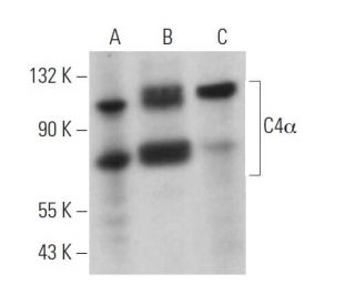 C4&alpha; Antibody (C-2) - Western Blotting - Image 373418 