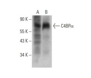 C4BP&alpha; Antibody (D-5) - Western Blotting - Image 308141 