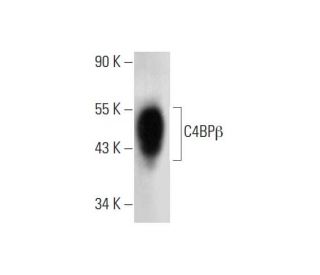 C4BP&beta; Antibody (E-1) - Western Blotting - Image 323841 