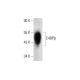 C4BPβ Antibody (E-1) - Western Blotting - Image 323841 