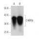 C4BPβ Antibody (E-1) - Western Blotting - Image 367405 