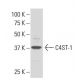 C4ST-1 Antibody (L18) - Western Blotting - Image 34241 
