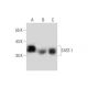 C4ST-1 Antibody (L18) - Western Blotting - Image 131704 