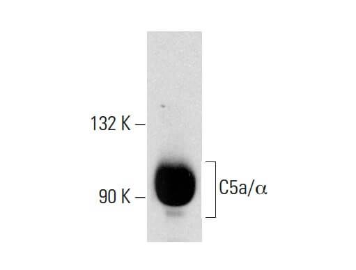 SCBT - Santa Cruz Biotechnology