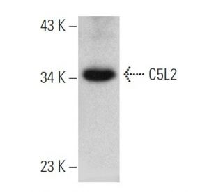 C5L2 Antibody (E-8) - Western Blotting - Image 360049 