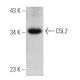 C5L2 Antibody (E-8) - Western Blotting - Image 360049 