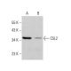 C5L2 Antibody (E-8) - Western Blotting - Image 384390