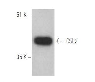 C5L2 Antibody (E-8) - Western Blotting - Image 394989