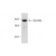 C5orf60 Antibody (A-9) - Western Blotting - Image 333760