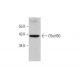C5orf60 Antibody (A-9) - Western Blotting - Image 351678 