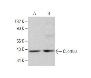 C5orf60 Antibody (A-9) - Western Blotting - Image 351849 