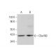 C5orf60 Antibody (A-9) - Western Blotting - Image 351849 