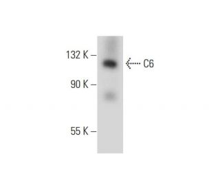 C6 Antibody (B-3) - Western Blotting - Image 289573