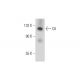 C6 Antibody (B-3) - Western Blotting - Image 289573