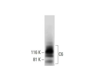 C6 Antibody (D-8) - Western Blotting - Image 289737