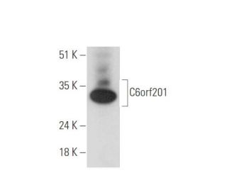 C6orf201 Antibody (B-8) - Western Blotting - Image 333652
